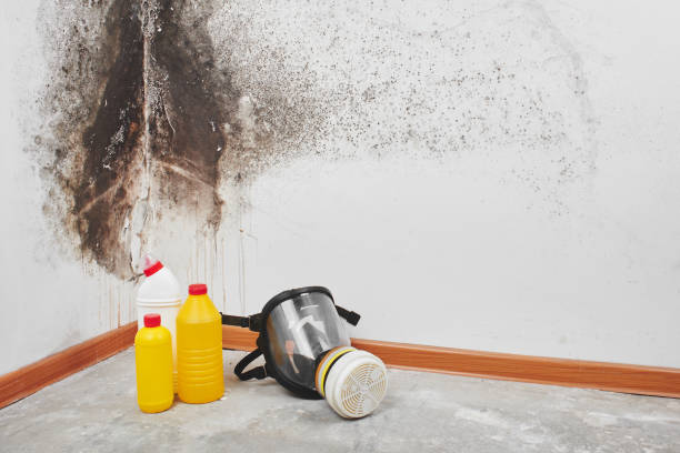 Best Fast Mold Removal  in Harrisburg, OR