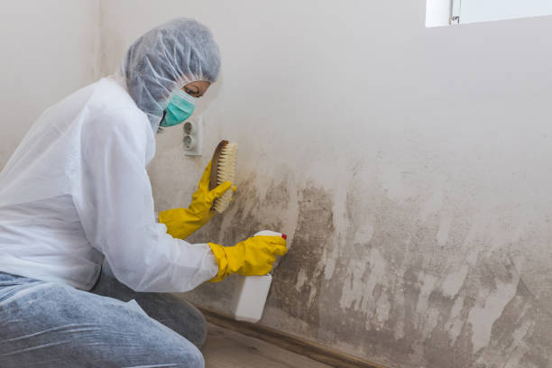 Mold Removal Process in Harrisburg, OR
