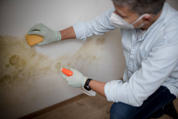 Reliable Harrisburg, OR Mold Removal Solutions