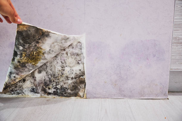 Best Toxic Mold Removal  in Harrisburg, OR